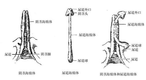 陰莖意思